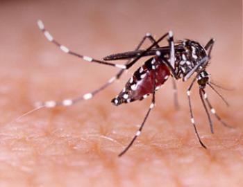 Belangrijke bijdrage Pfizer Foundation aan strijd zikavirus 