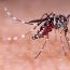 Belangrijke bijdrage Pfizer Foundation aan strijd zikavirus 