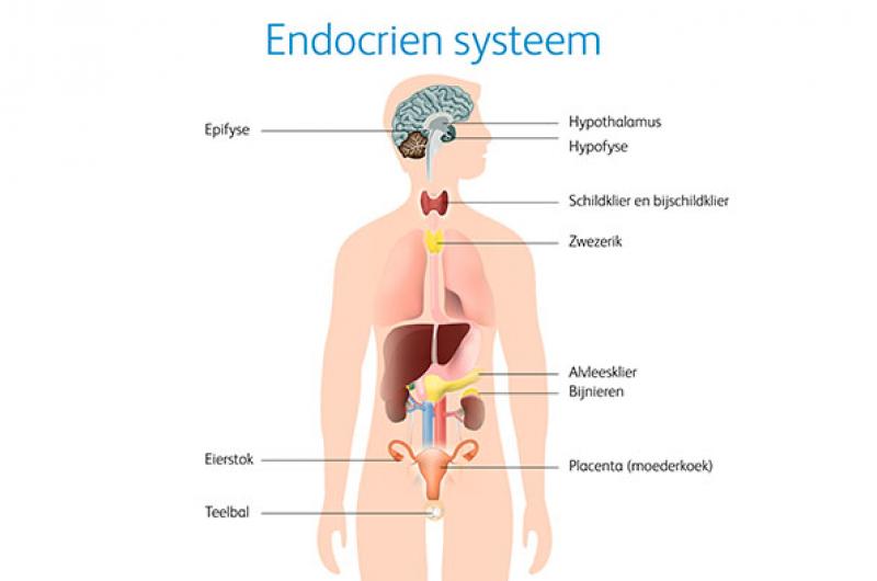 endocrien systeem