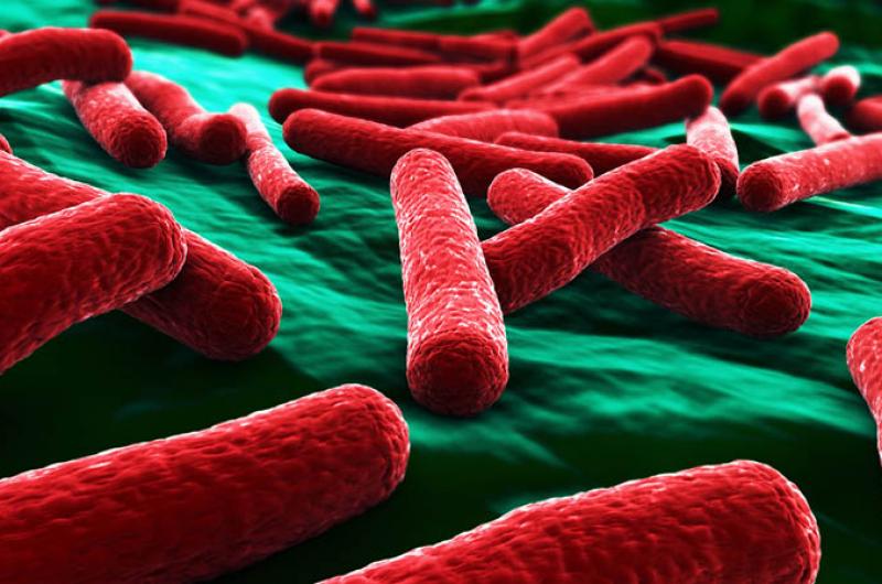 De e-colibacterie speelt een belangrijke rol bij onze spijsvertering