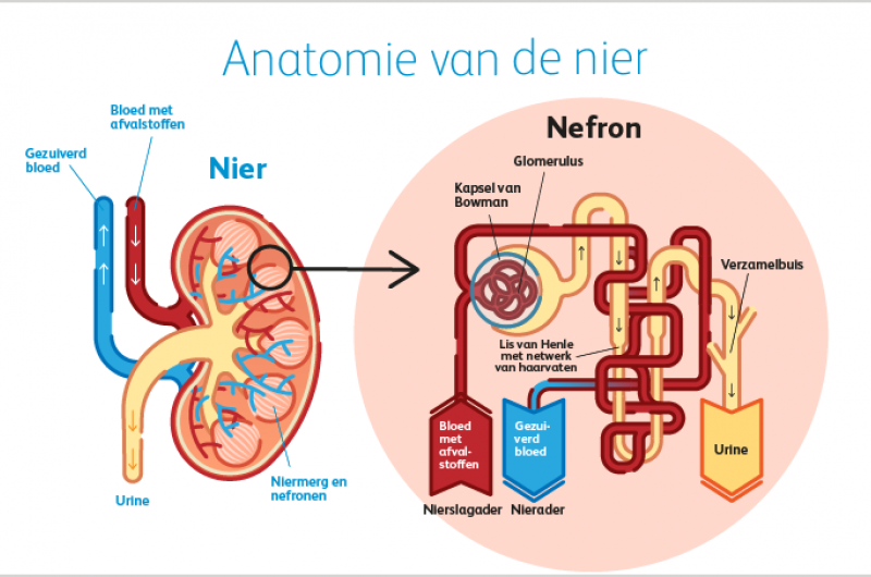 hoe werkt een nier