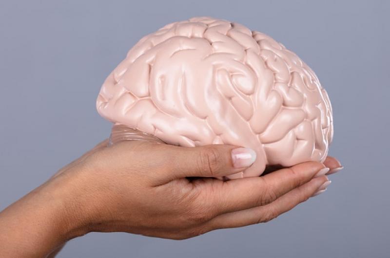 model hersenen