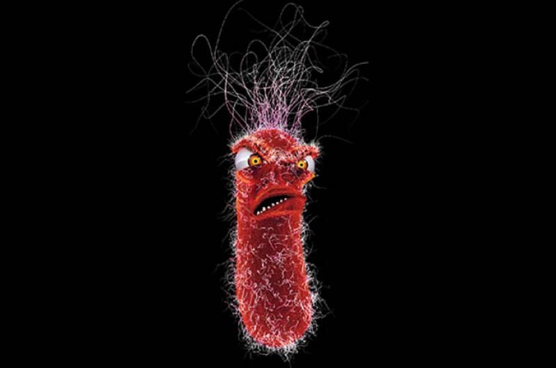 Pseudomonas aeruginosa