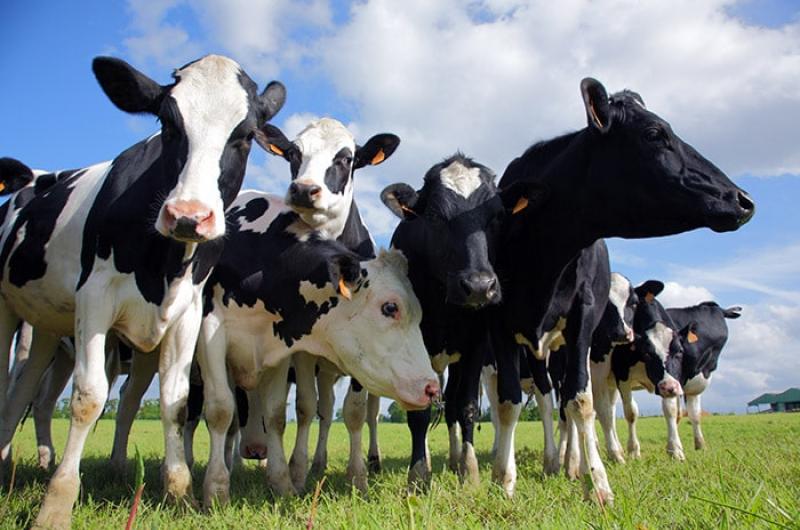  Koeien krijgen veel meer antibiotica dan nodig is.