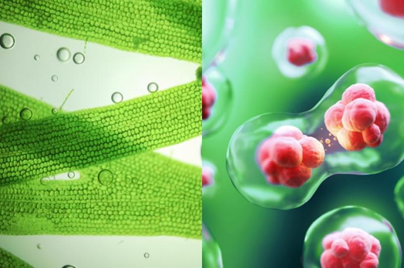 Pfizer life sciences