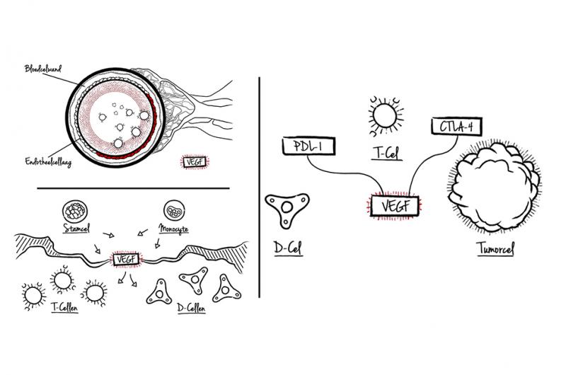 vegf effect on immuunsystem