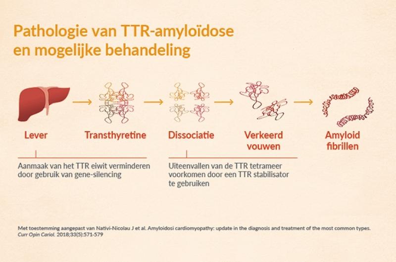 schema pathologie van TTR-amyloïdose